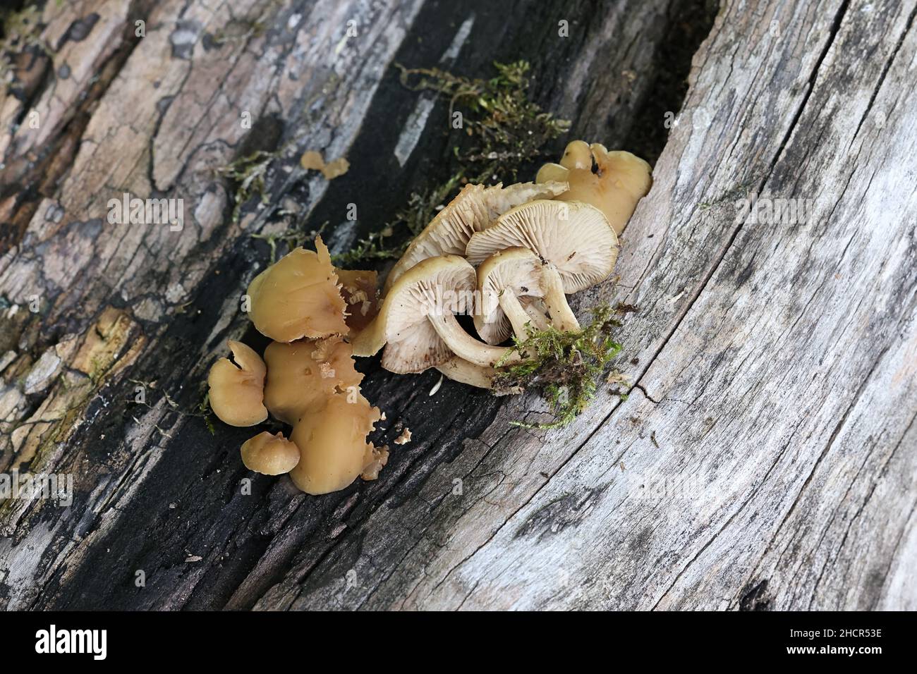 Simocybe centunculus, commonly known as dingy twiglet, wild mushroom from Finland Stock Photo