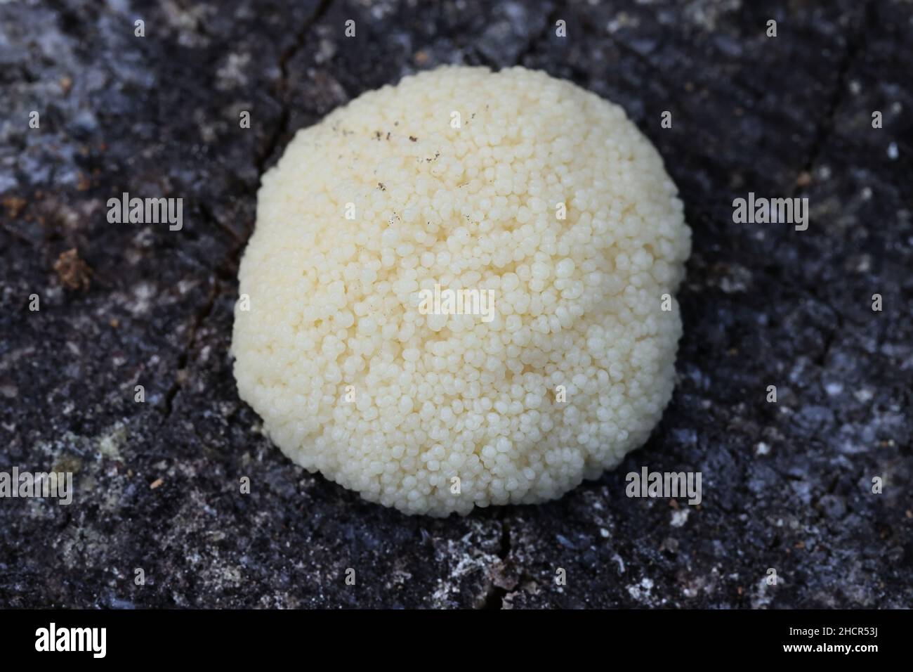Amaurochaete atra, a slime mold from Finland with no common eglish name Stock Photo