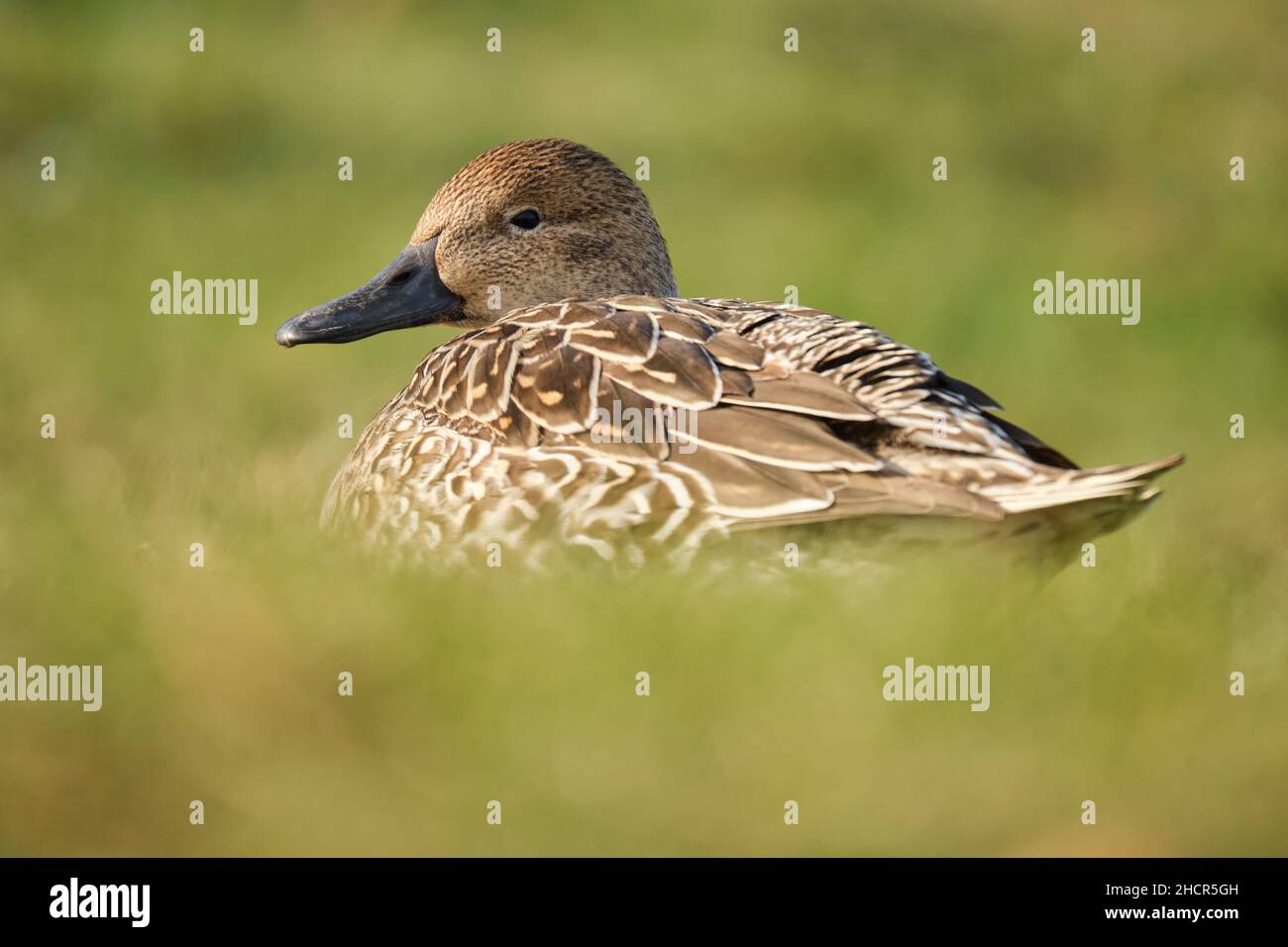 a Female Northern Pintail, Anas acuta, resting in grass meadow Stock Photo