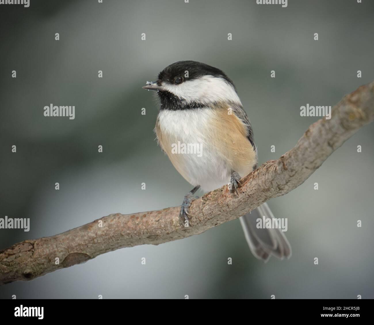 Black-capped Chickadee, Poecile atricapillus, perched on a branch with snow on its nose Stock Photo