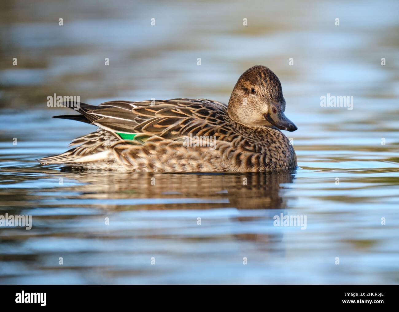 Female Green-winged Teal, Anas crecca. Wading on pond. Profile view displaying back feathers Stock Photo
