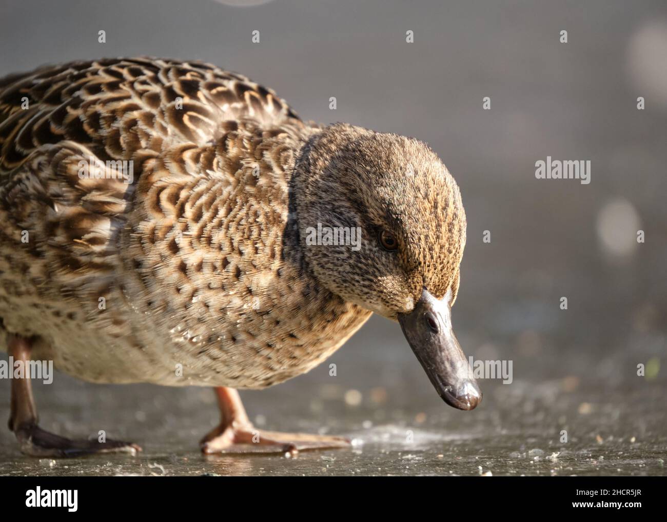 Female Green-winged Teal, Anas crecca walking on ice looking down for food Stock Photo