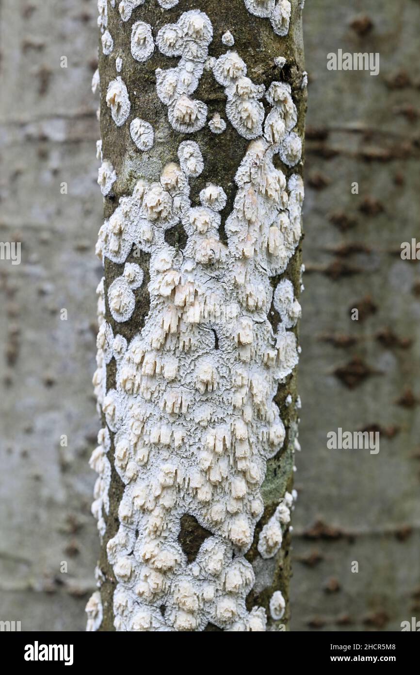 Basidioradulum radula, known as toothed crust, wild fungus from Finland Stock Photo