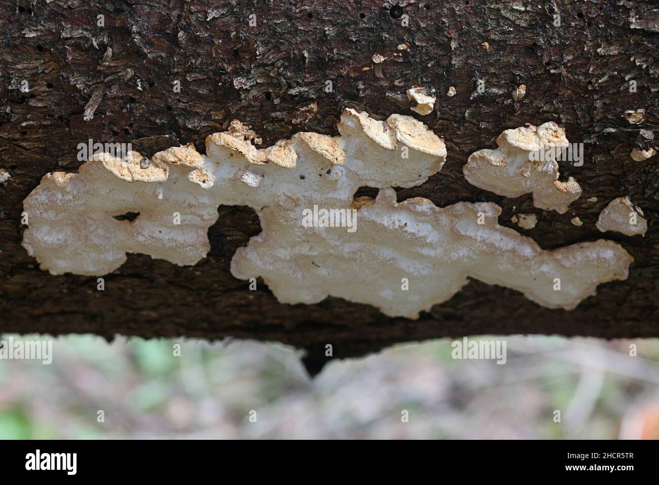 Antrodia serialis, known as serried crust fungus, wild polypore fungus from Finland Stock Photo