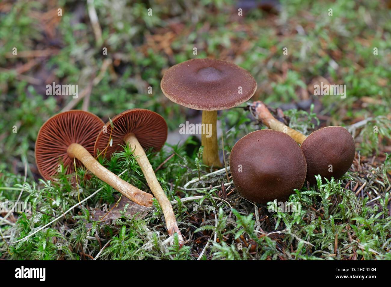 Cortinarius semisanguineus, known as surprise webcap or red-gilled webcap, wild mushrooms from Finland Stock Photo