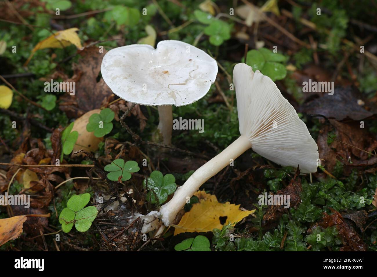 Clitocybe phyllophila, commonly known as Frosty Funnel, wild mushroom from Finland Stock Photo