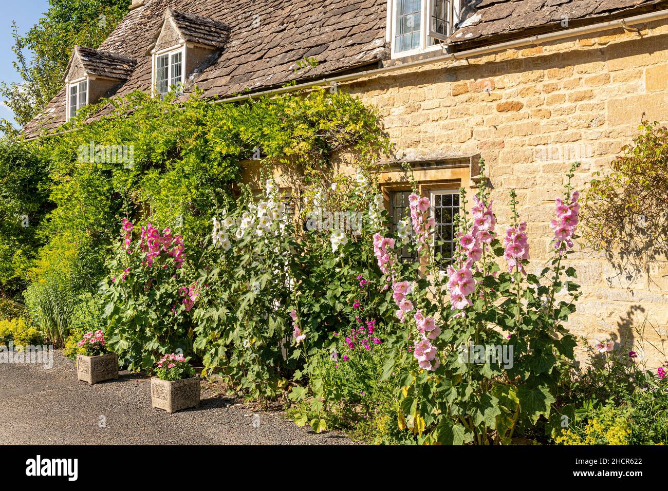 Hollyhocks flowering outside a traditional stone cottage in the Cotswold village of Taynton, Oxfordhire UK Stock Photo
