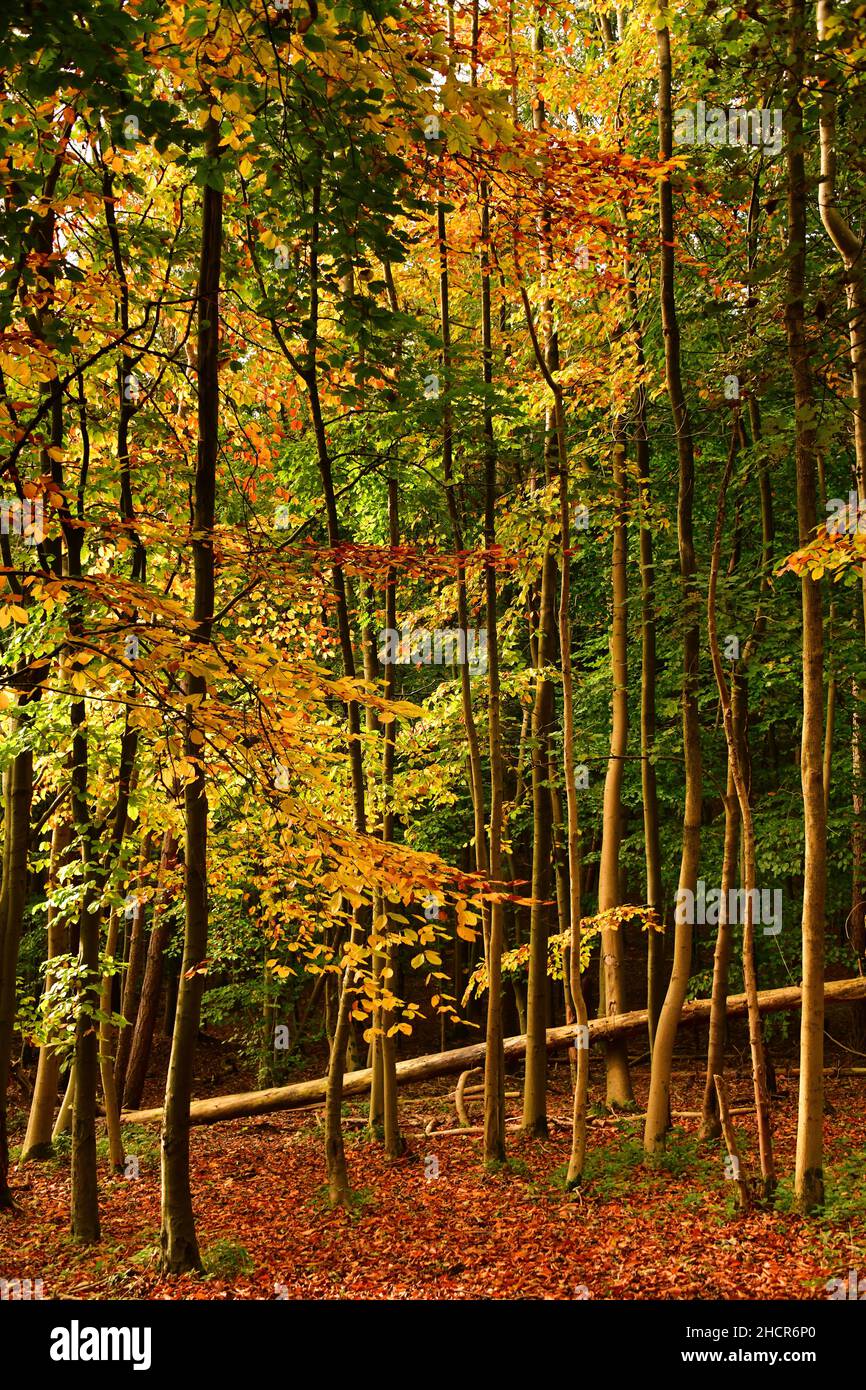 Gold leaves hi-res stock photography and images - Alamy