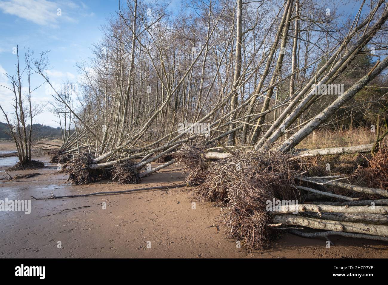 A row of trees shows the impact of storm damage at Sandyhills beach, Dumfries and Galloway, Scotland. Stock Photo