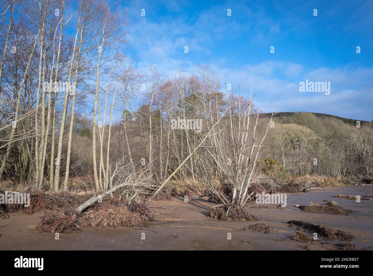 A row of trees show the impact of storm damage at Sandyhills beach, Dumfries and Galloway, Scotland. Stock Photo
