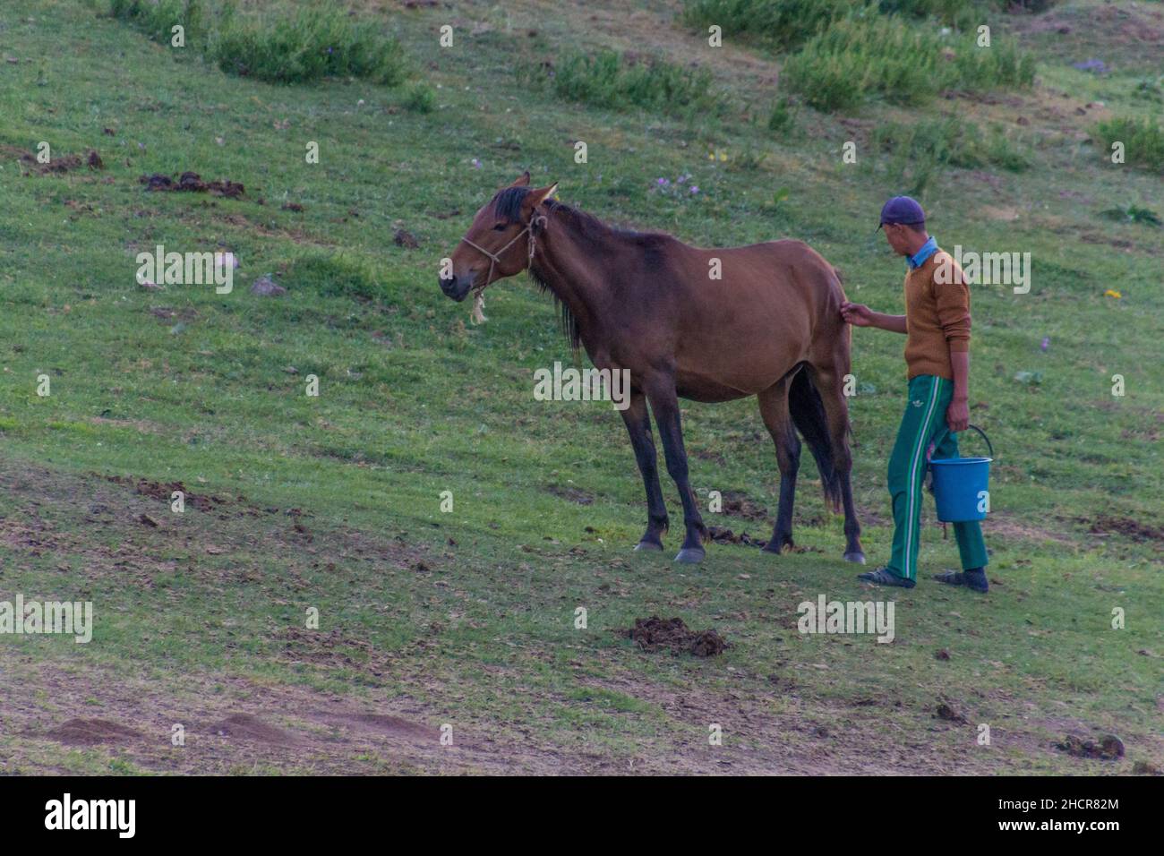 SONG KUL, KYRGYZSTAN - JULY 22, 2018: Mare milking in the mountains near Song Kul lake, Kyrgyzstan Stock Photo