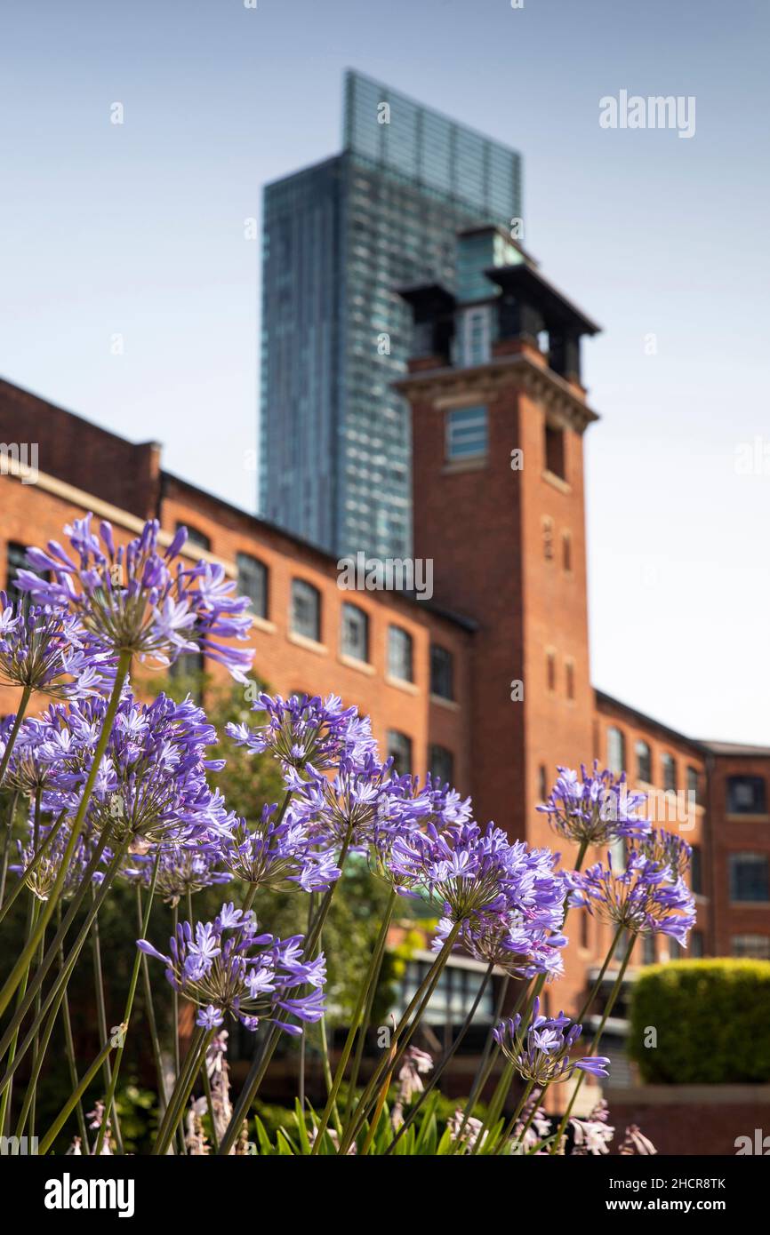 UK, England, Manchester, Castlefield, Castle Street, agapanthus flowers at Bass Warehouse Stock Photo