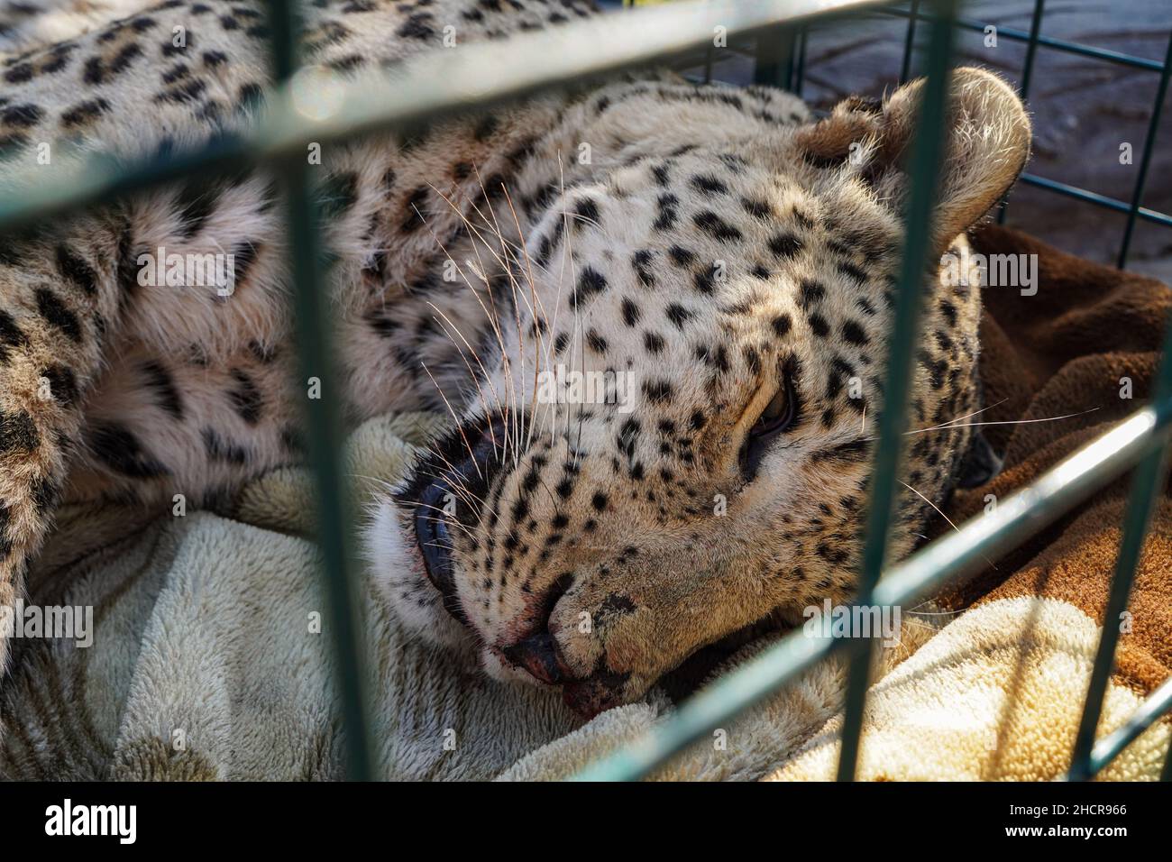 Duhok, Iraq. 31st Dec, 2021. 31 December 2021, Iraq, Duhok: A male Persian leopard lies unconscious inside a cage at the Duhok Zoo. The leopard, estimated to be five years old, was Duhok, Iraq. 31st Dec, 2021. 31 December 2021, Iraq, Duhok: A male Persian leopard lies unconscious inside a cage at the Duhok Zoo. The leopard, estimated to be five years old, was