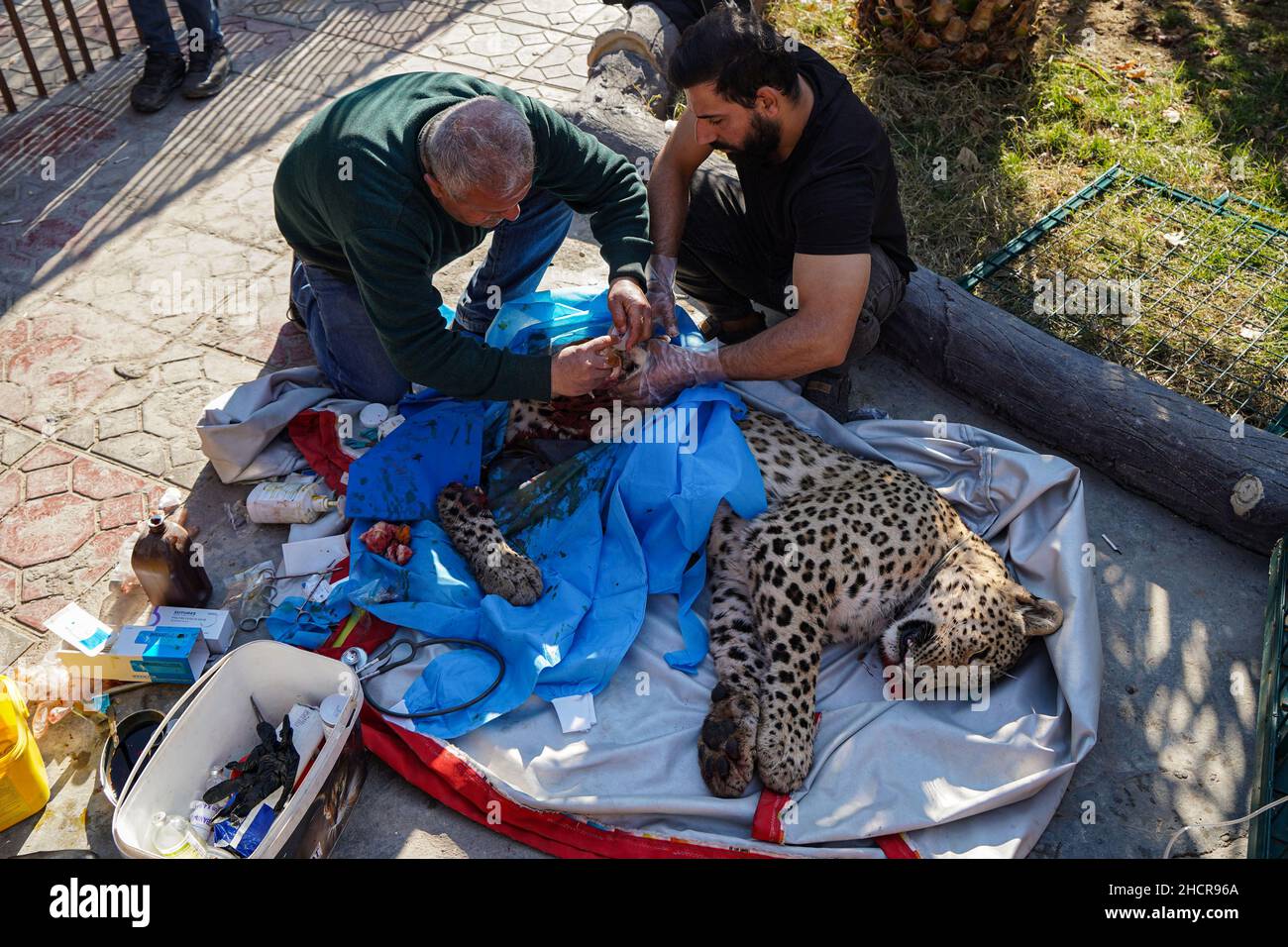 Duhok, Iraq. 31st Dec, 2021. 31 December 2021, Iraq, Duhok: A male Persian  leopard lies unconscious while veterinarian Suleiman Tamr, an official of  the Kurdistan Organization for the Protection of Animal Rights,
