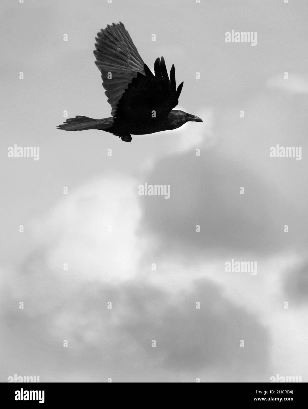 A common raven (Corvus corax) flies over Santa Fe, New Mexico Stock