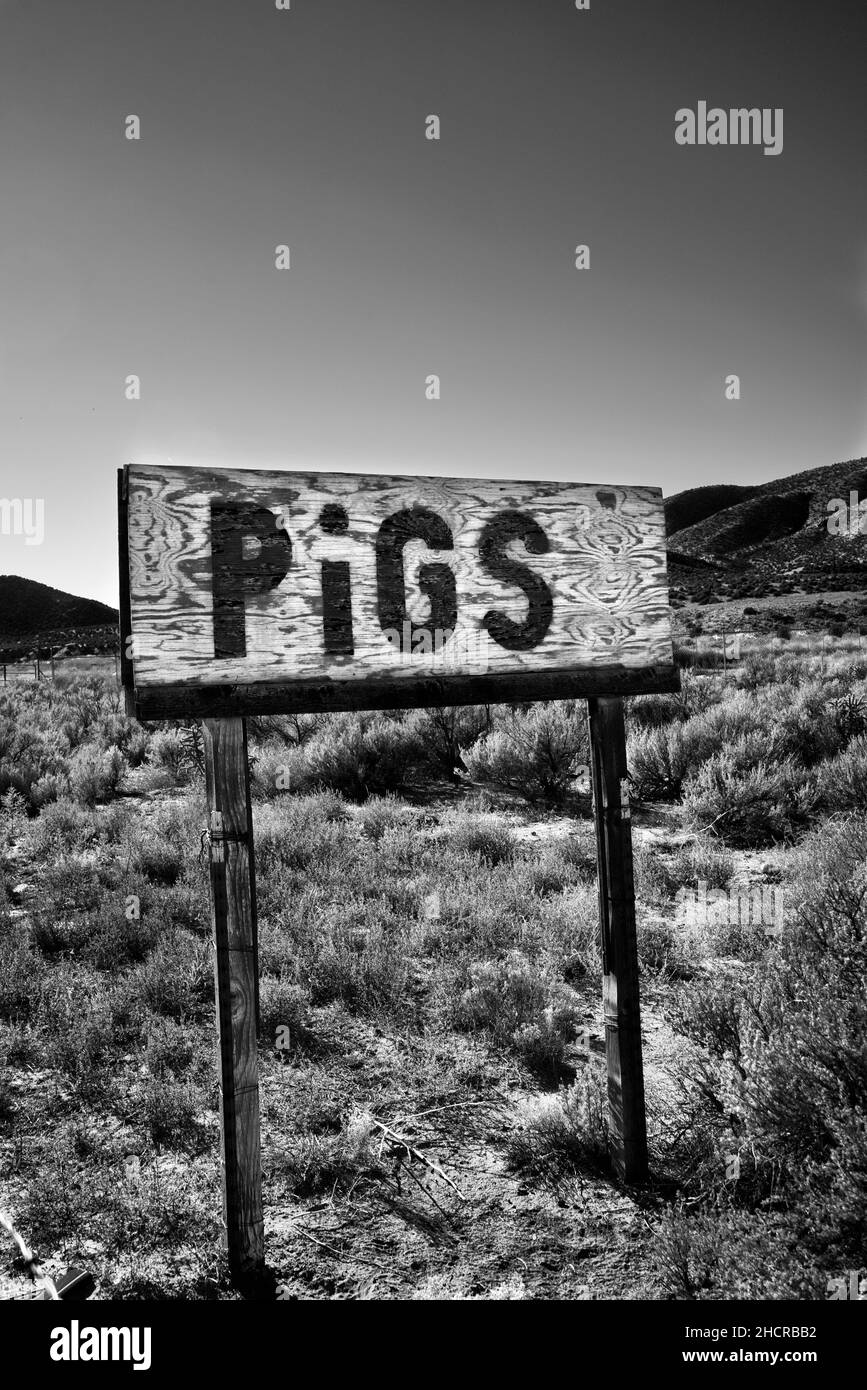 A homemade roadside sign advertises pigs for sale near rural Ojo Caliente, New Mexico Stock Photo