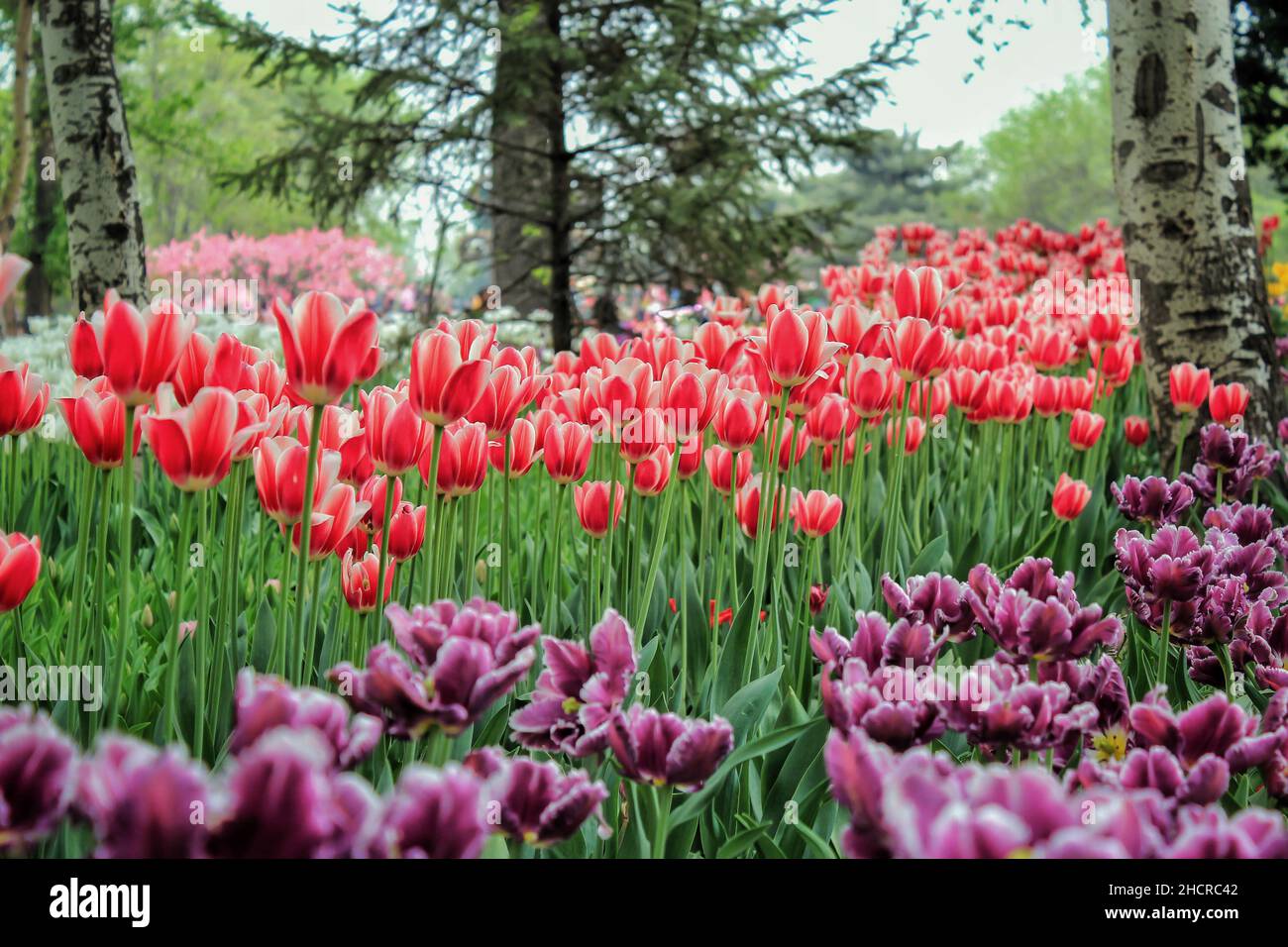 Scenic view of colorful tulips in the park on a blurred background Stock Photo