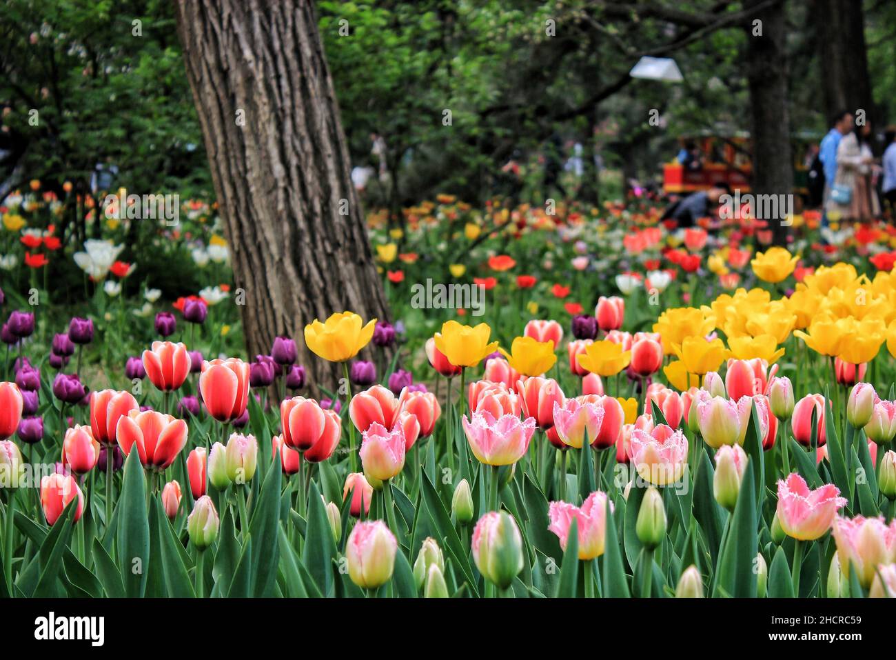 Scenic view of colorful tulips in the park on a blurred background Stock Photo