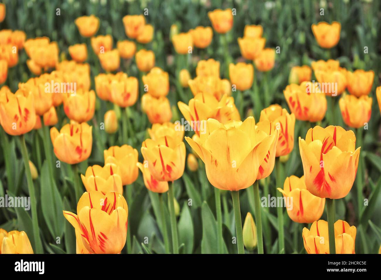 Closeup shot of yellow tulips on the field on a blurred background Stock Photo
