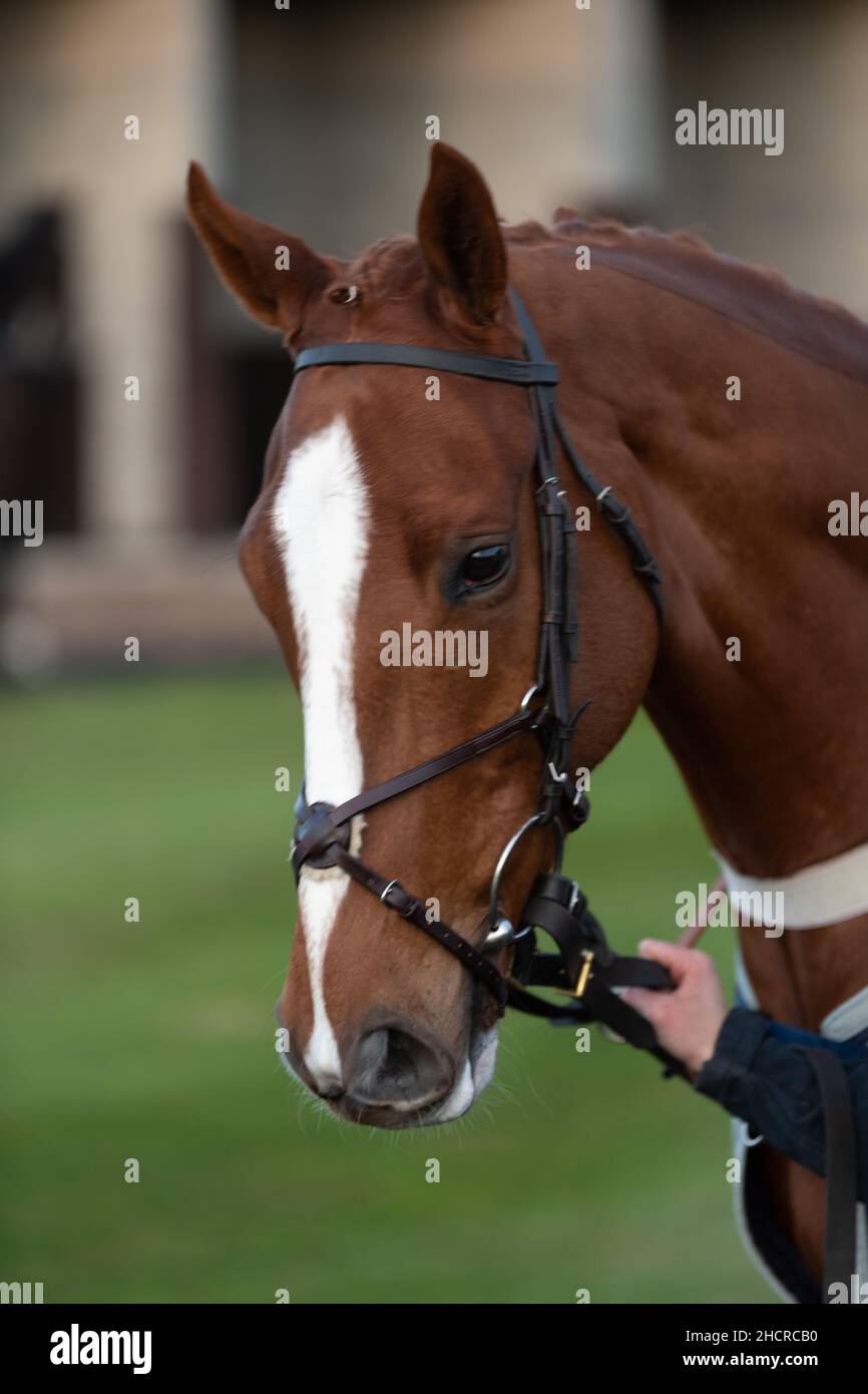 racehorse being led Stock Photo Alamy