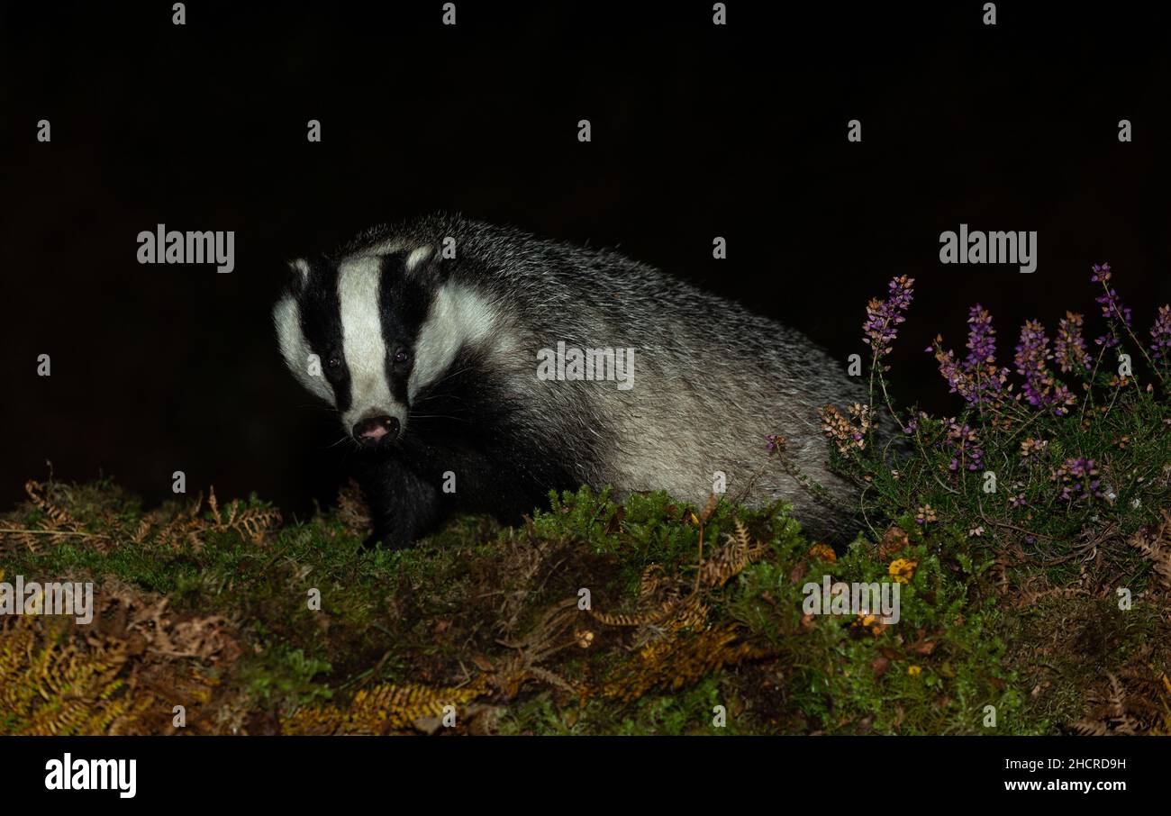 Badger, scientific name: Meles Meles.  Adult badger in Autumn, sat in natural woodland, facing forward with moss, bracken and purple heather.  Horizon Stock Photo
