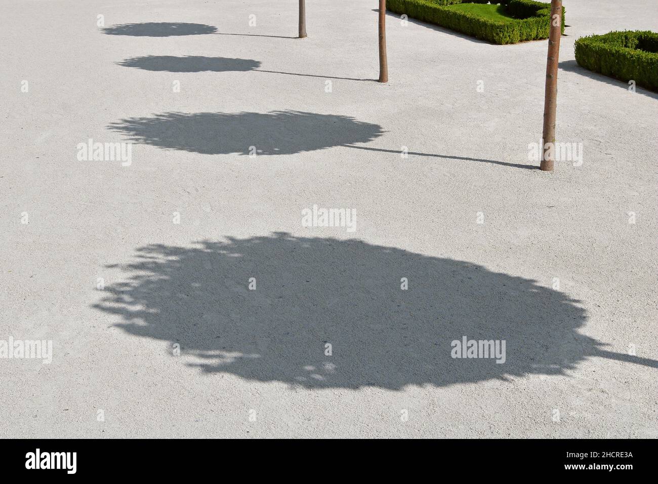 Round shadow from trees in the park Stock Photo - Alamy