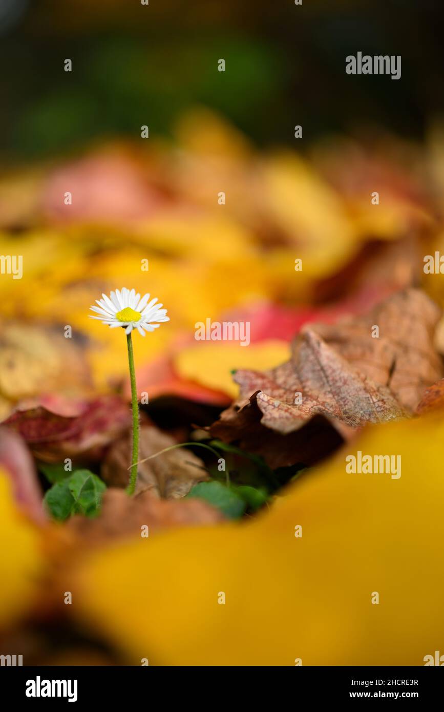 Isolated daisy flower growing out of bed of dead leaves of yellow