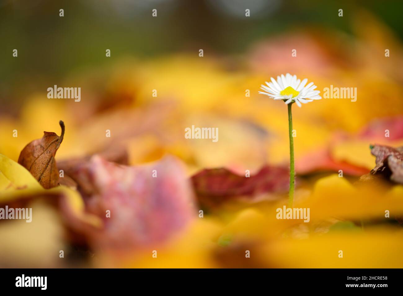 Isolated daisy flower growing out of bed of dead leaves of yellow