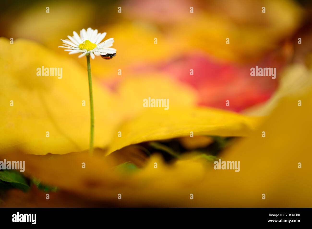 Isolated daisy flower growing out of bed of dead leaves of yellow