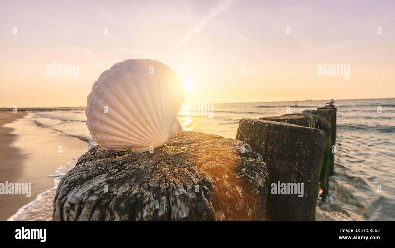 Shell on a sandy beach at sunset Stock Photo