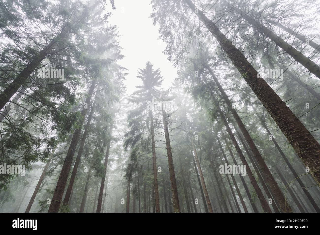 forest trees against Misty sky Stock Photo