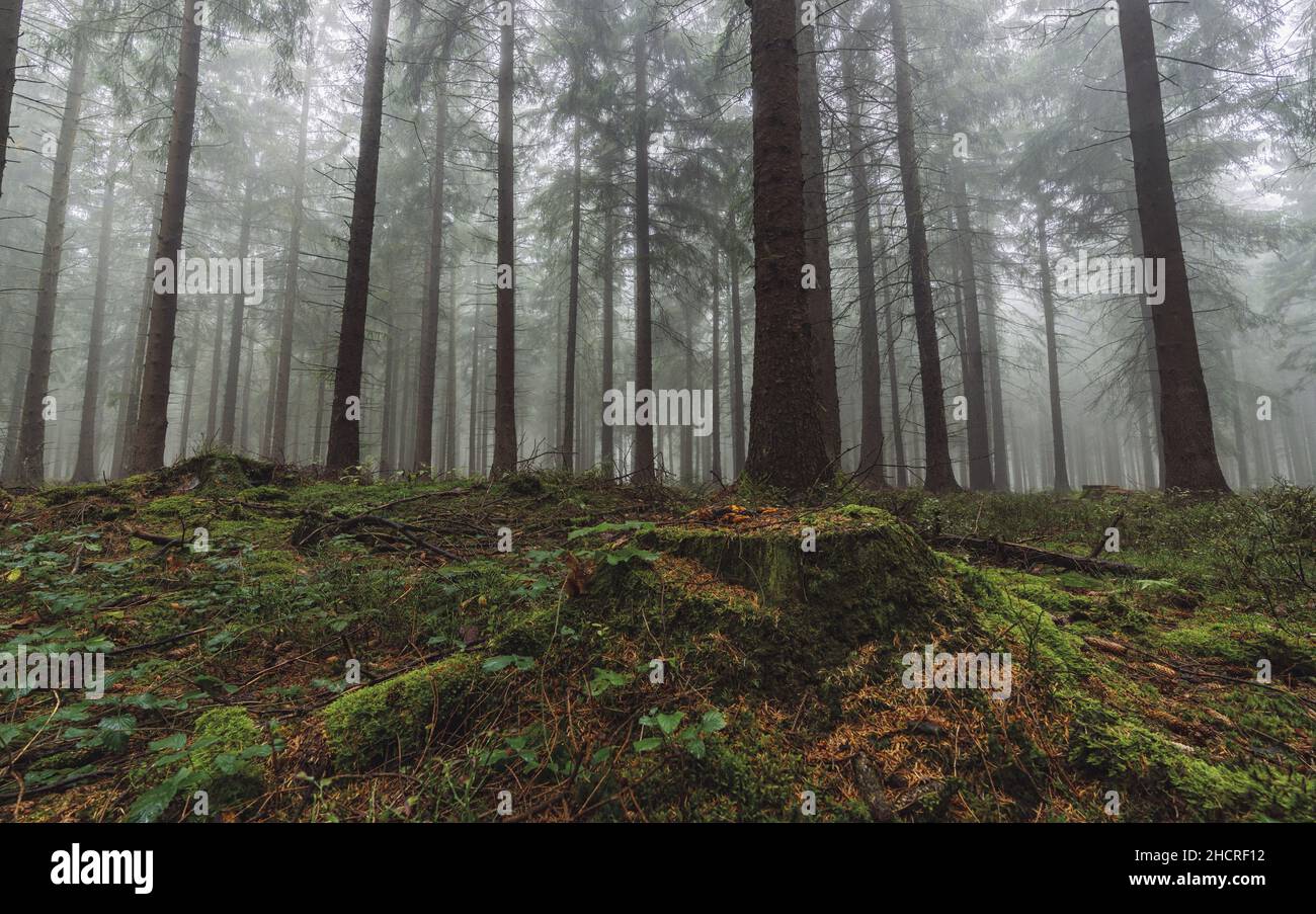 Forest in autumn morning mist Stock Photo