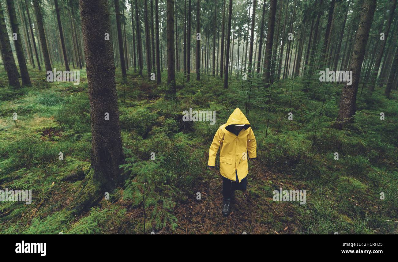 hiker with yellow rain jacket walks in the foggy forest Stock Photo
