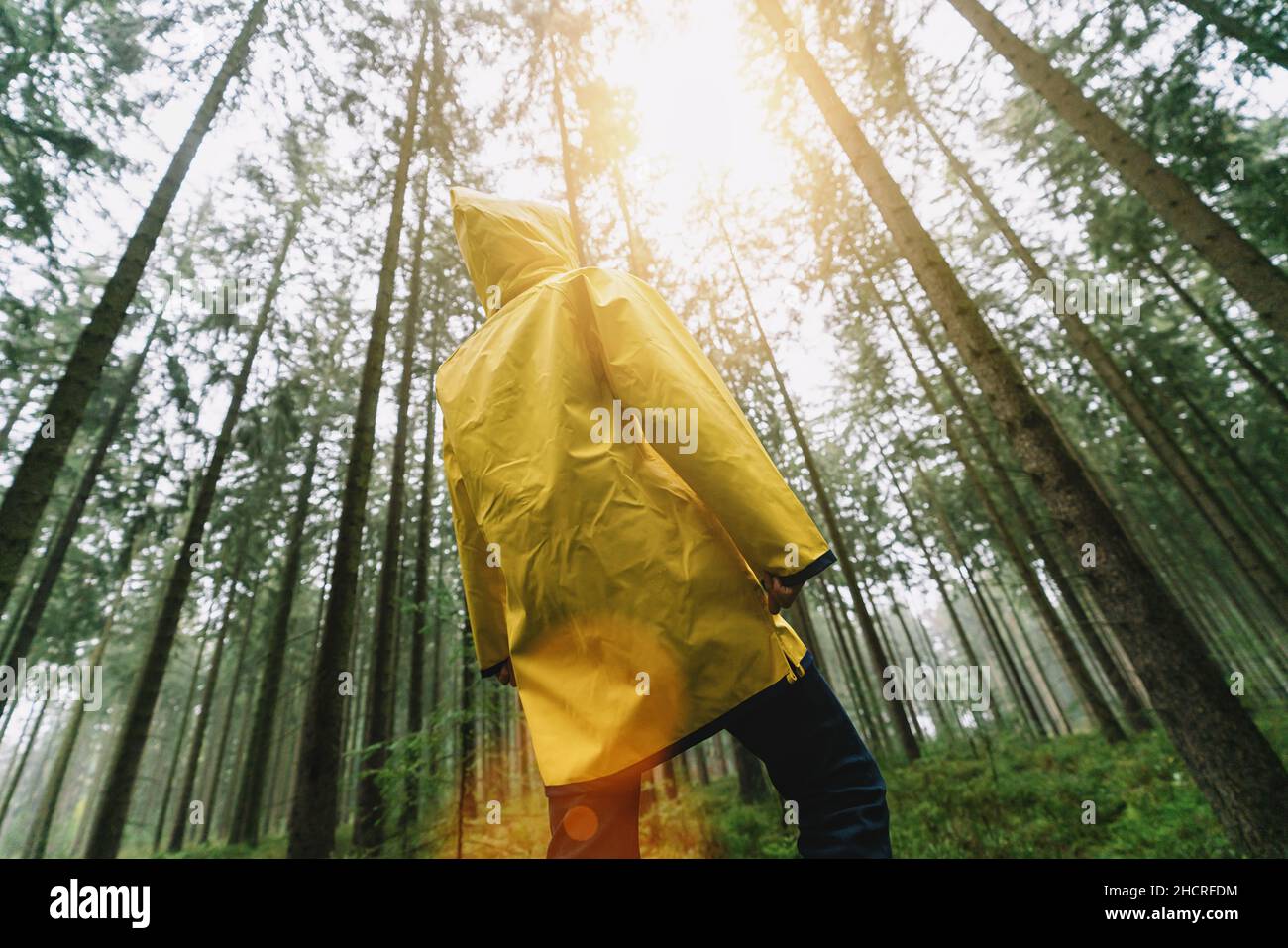 man with yellow rain jacket look to the tree tops in a forest Stock Photo