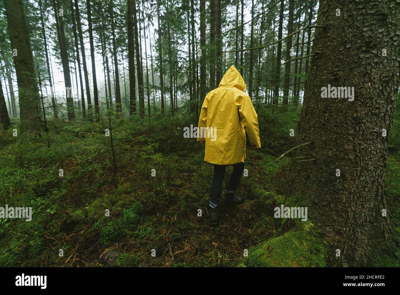 man in yellow rain jacket walks in to the spooky and foggy forest Stock Photo