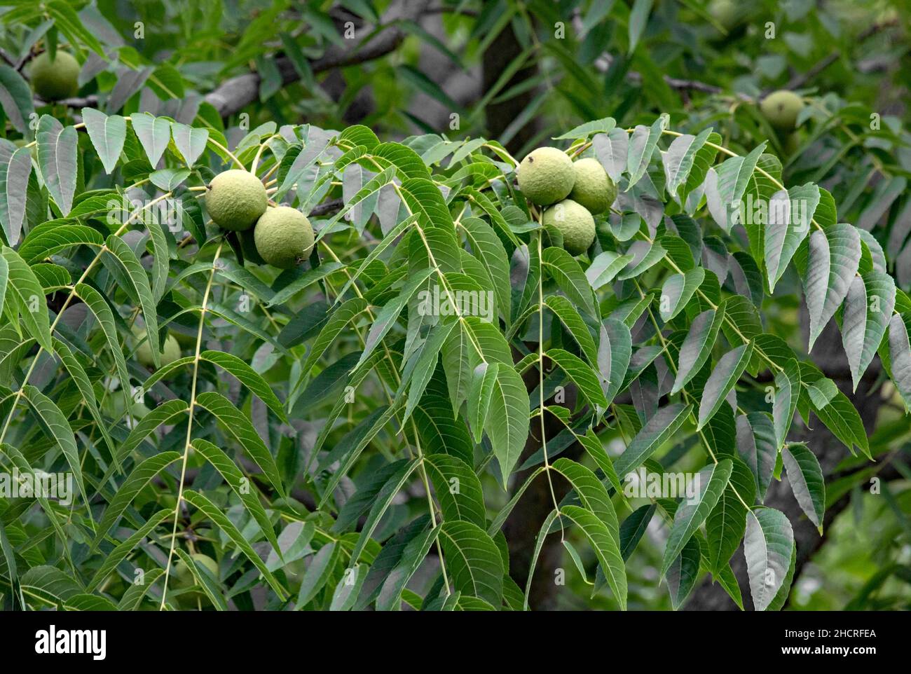 Black Walnut is a native tree of eastern North America. It produces valuable lumber and nuts. Stock Photo