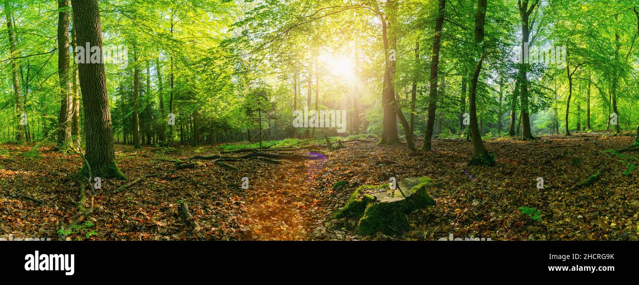 Panorama of a scenic forest of fresh green deciduous trees with the sun ...