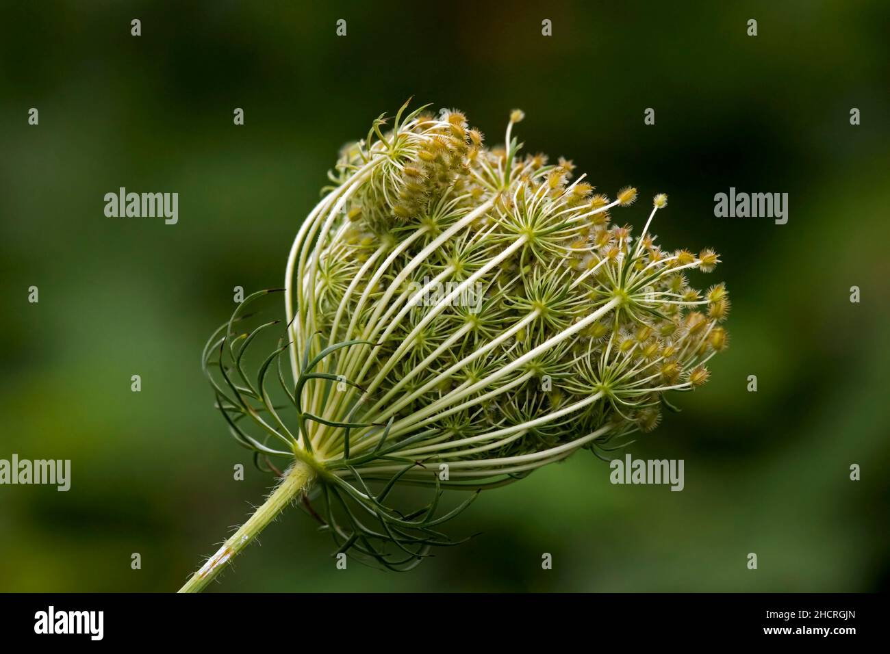 Queen Anne's Lace or Wild Carrot seed heads form a tight cluster and that often breaks in the wind to distribute the seeds. Stock Photo