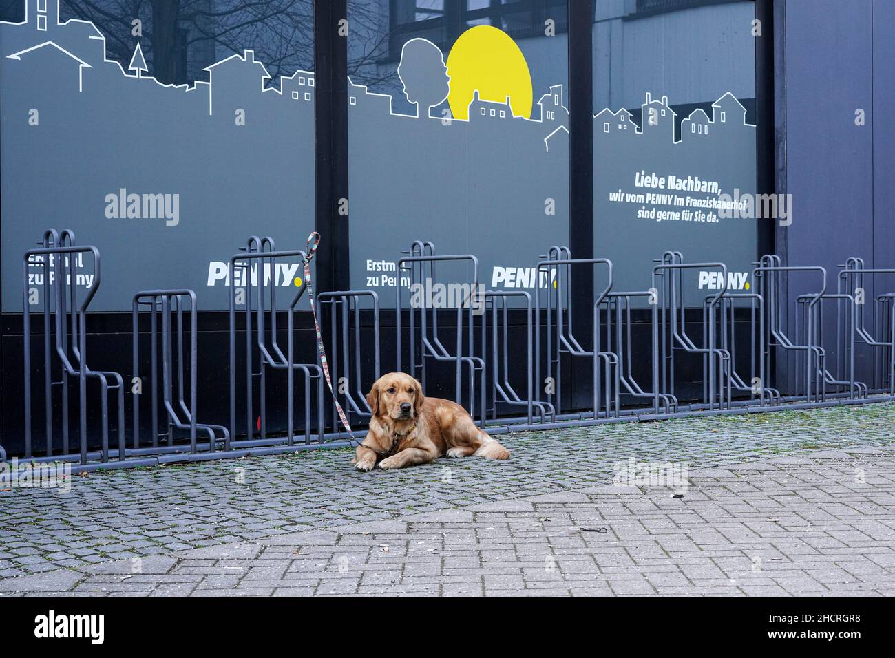 A dog is lying on the ground in front of a supermarket, tied to a bicycle stand, waiting for its owner to come back from shopping. Stock Photo