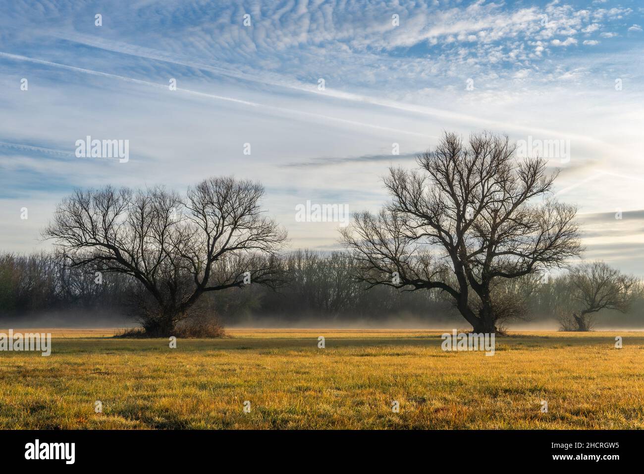 Trees backlit by the Sun on a field at a hazy morning. Stock Photo