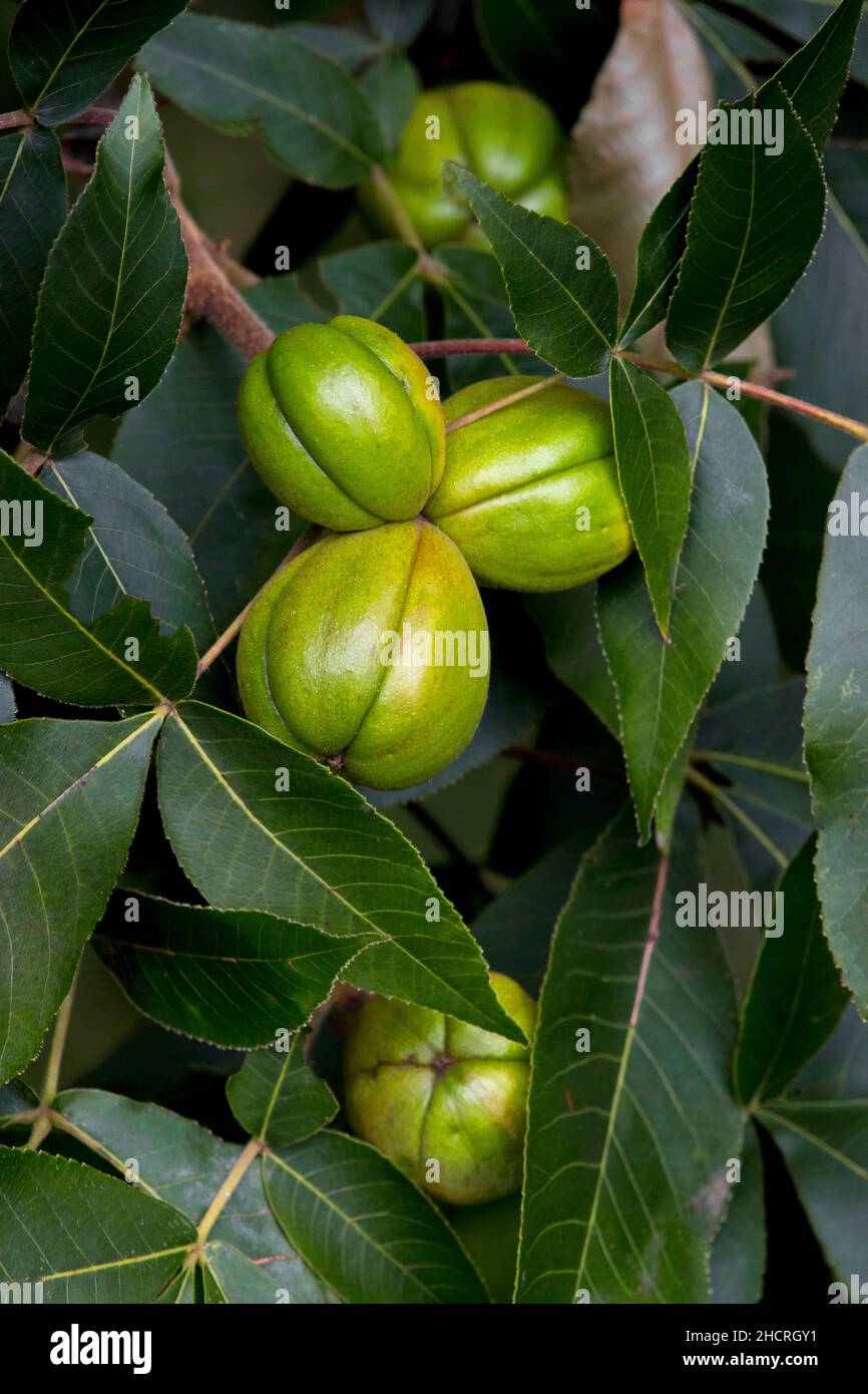 Shagbark Hickory nuts. are tasty not only to humand but are also an important food for several species of wildlife in eastern North America. Stock Photo