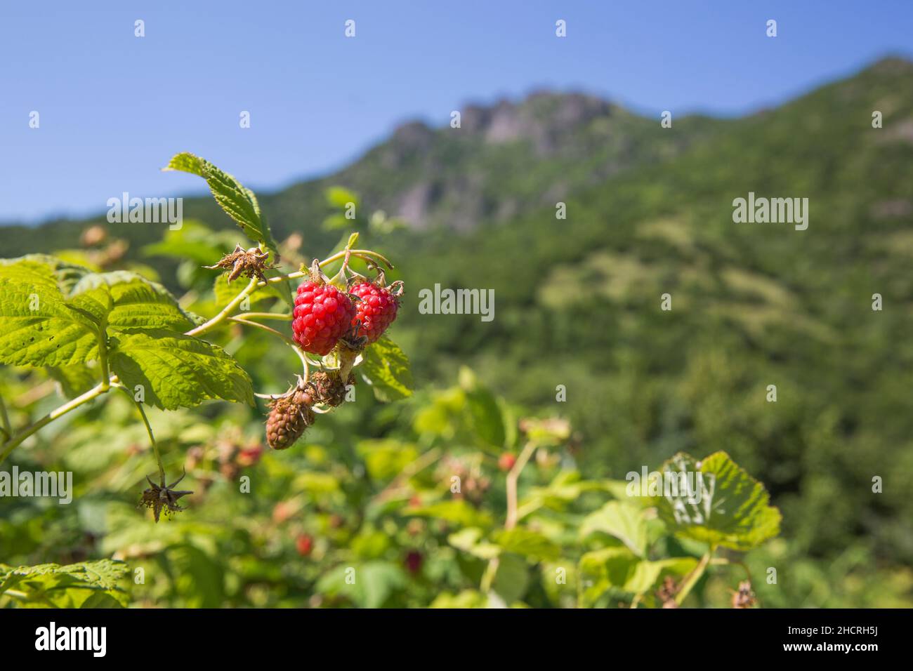Raspberry plant / raspberry bush Stock Photo Alamy