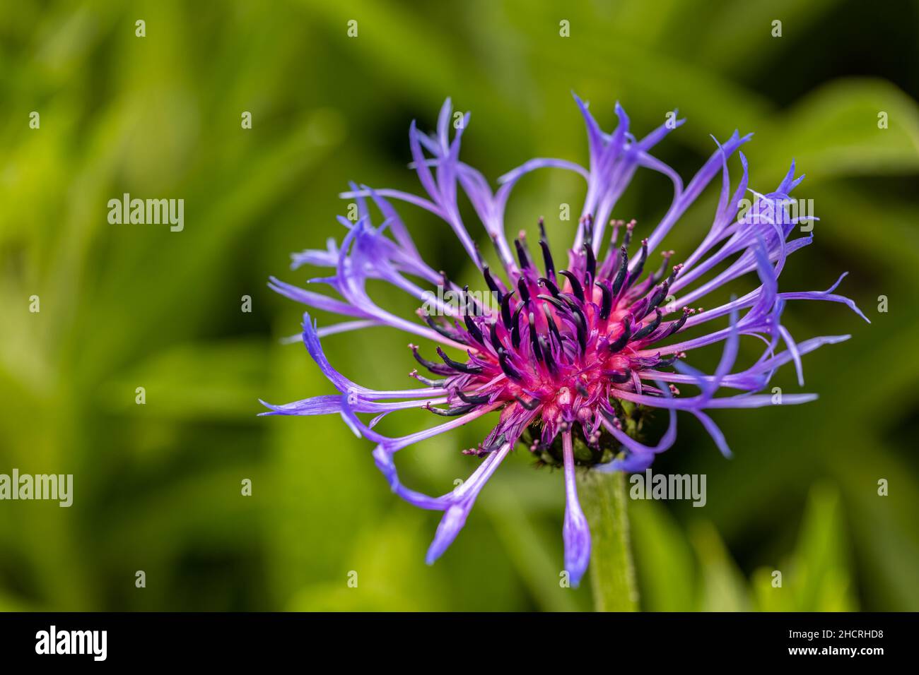 Close up view of a pink and purple spring flower Stock Photo