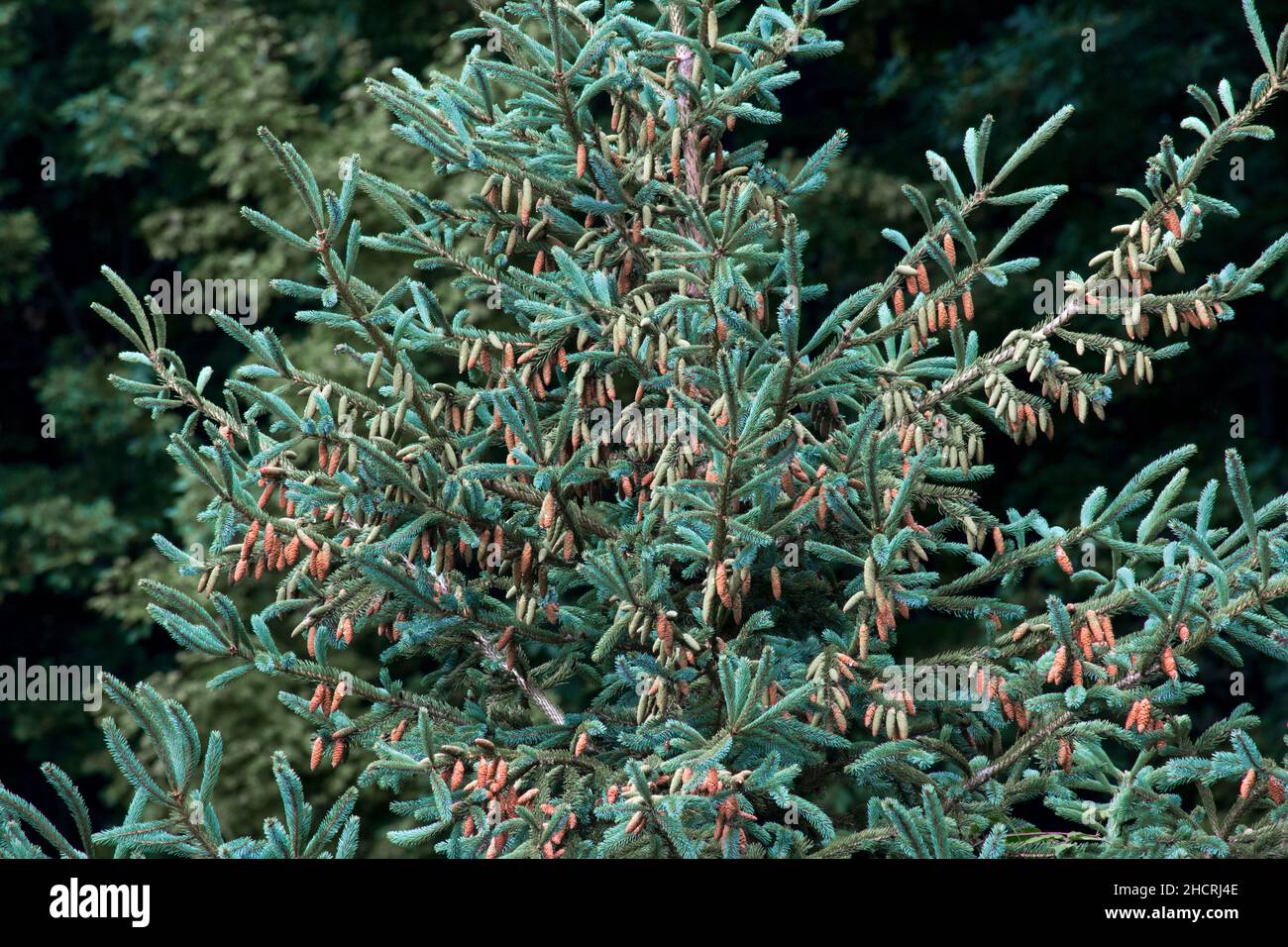 White Spruce, a native tree of northern North America, will often have abundant cones years that run in cycles and affects the populations of wildlife. Stock Photo