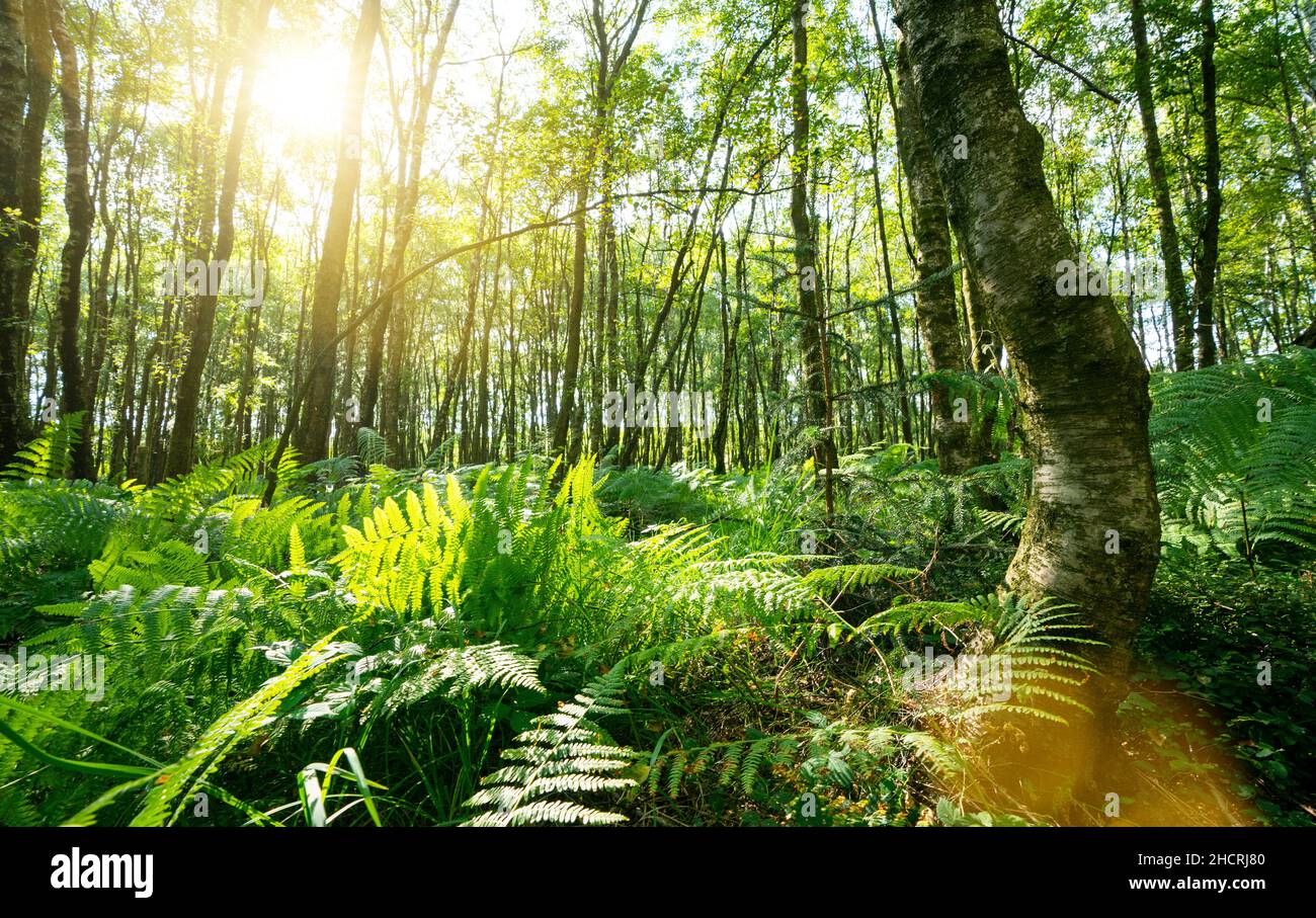 Ferns In The Forest with Sunbeams Stock Photo