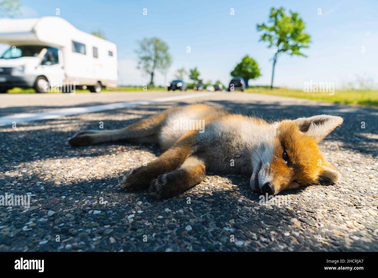 Red fox deadly in the street edge Stock Photo Alamy