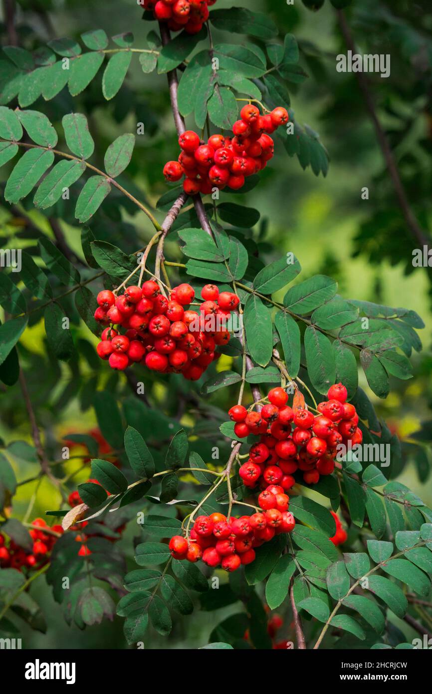 European Mountain Ash or Rowan Tree is a native small tree in Eurasia but has become naturalized in other parts of the world including North America. Stock Photo