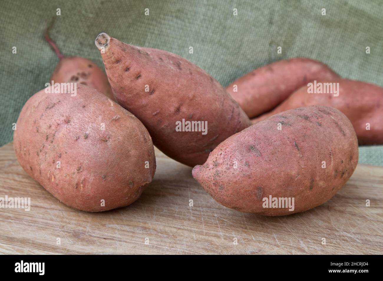 Kamote tubers, cultivar of Sweet Potato 'Ipomoea batatas', Philippine medicinal herbal plant, California, Stock Photo