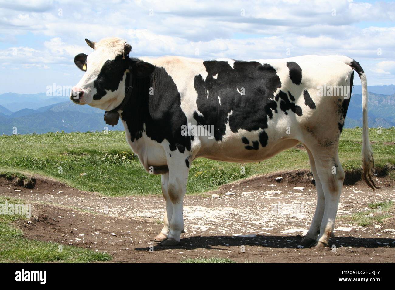 Black and White Alpine Cow with bell. Stock Photo