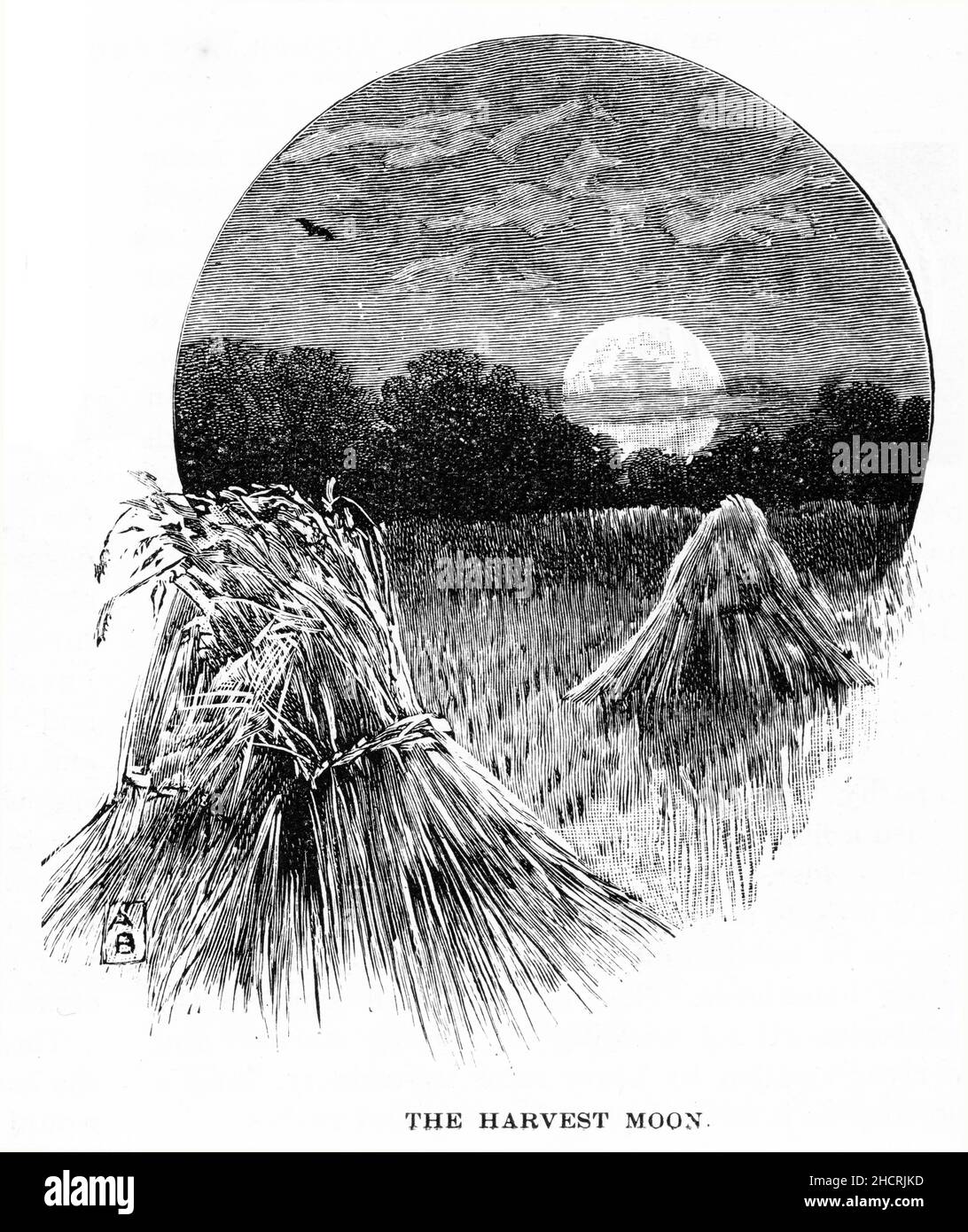 Engraving of a harevst moon rising over sheaves of wheat, published 1892 Stock Photo